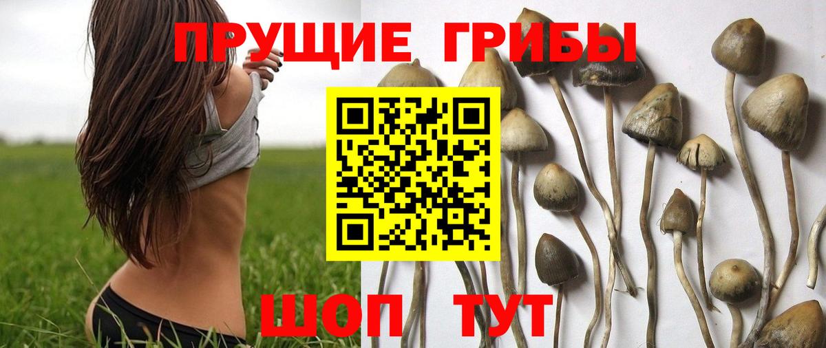купить  сайты  Вход с VPN  Чистополь  Галлюциногенные грибы Psilocybe 